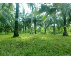 Coconut Farm 1000sqm