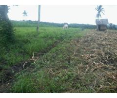 Agricultural Land Polomolok